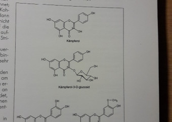 4-kniha-ginkgo-v-nemčine