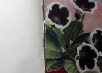 2-kniha-kobylka-izbové-kvetiny