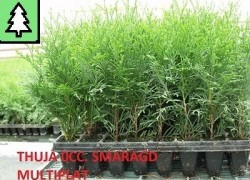 Tuja smaragdová, thuja smaragd 0,18 €