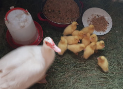 Predám pižmové kačičky 