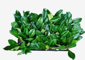 laurowiśnia novita mult_kopia