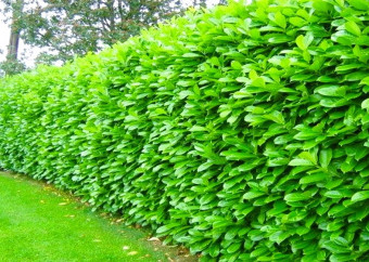 laurowiśnia żywopłot rotundifolia