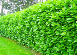 Prunus laurocerasus Vavrínovec ,, NOVITA“