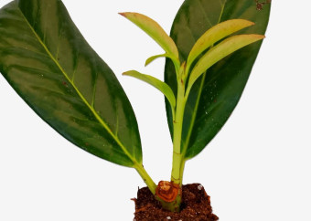 prunus sadzonka 1_kopia