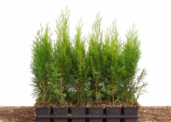 smaragd do 50cm p9 wolsz