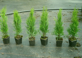 smaragd p9 30-40cm hadyk