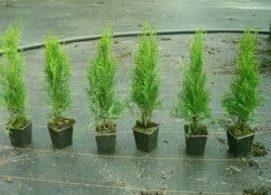 tuje smaragdovej tuja v kvetináčoch, výšk 35-50cm, tuja