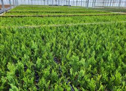 Cupressocyparis leylandii, Leylanda - sadzonki ukorzenione, 15-20CM